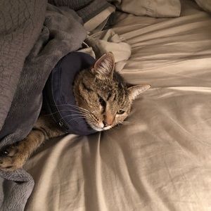 Meet your Posher, Mormorgan